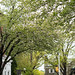 trees shower the streets with their blossoms