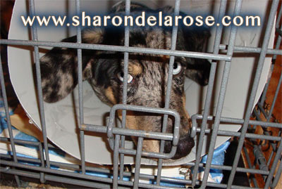 Dog in crate with head cone