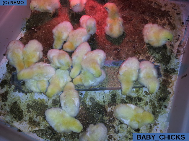 baby_chicks