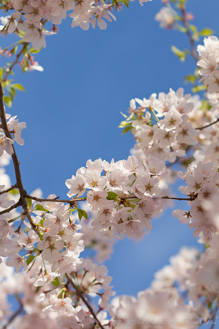 Cherry Blossoms #2, Toronto, Spring 2013