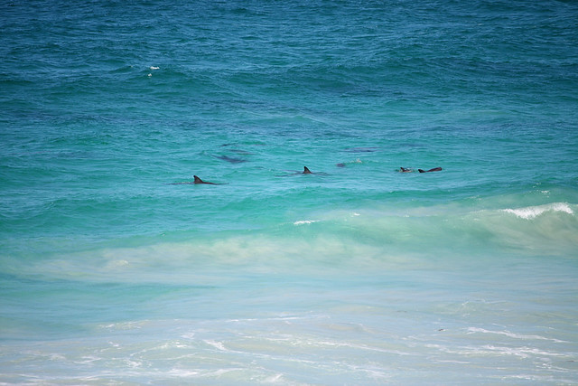 Dolphins at Pennington Bay