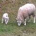 Nachwuchs bei der Schafherde