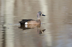 blue-winged teal (anas discors)