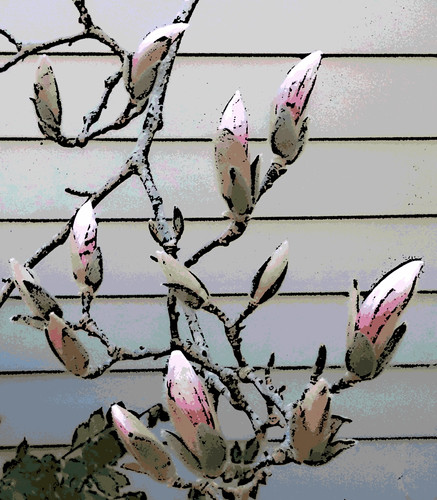 Buds on Magnolia (Digital Woodcut) by randubnick