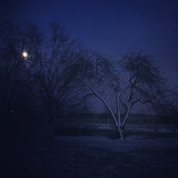 The #moon shines {soft}ly through the snow covered branches. #cmglimpse #cmig365apr #moonlight
