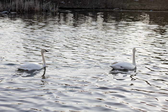 Swan lake (7)