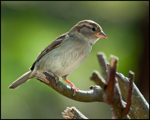 Mrs Sparrow by Andy Short's Nature Photography.