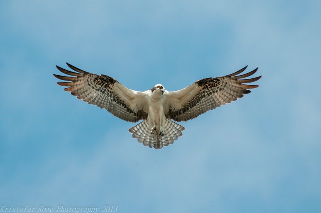 Osprey hover 1