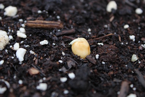 Pea germination | coppertopkitchen.blogspot.com