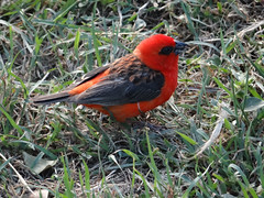 Ile Maurice - Casela Bird Park