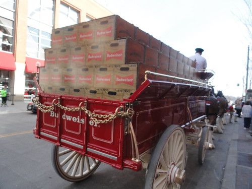 Budwiser Clydesdales