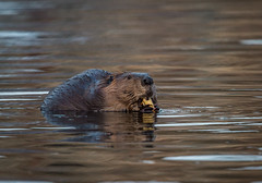 Beavers - Lake Wingra