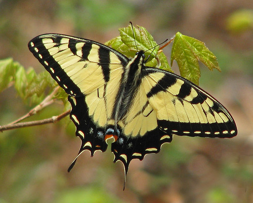 Tiger swallowtail - just emerged in the woods - NEW by Vicki's Nature