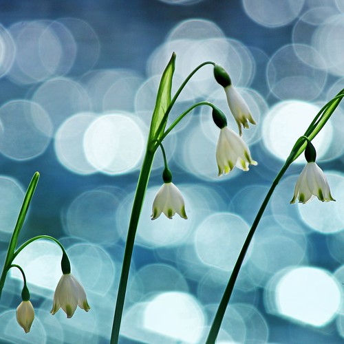 White bells on a pond by tanakawho