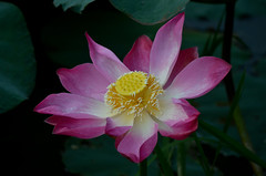 2013-04 Dengkil Lotus Foto Outing (D7000 & 55-300 VRII)