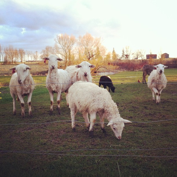 Sheepy sheepy sheepy! #katahdin #cmglimpse #cmig365apr #farm #bottlebaby