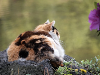 cat in resting