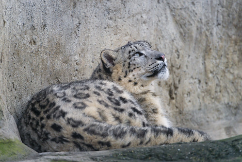 Snow leopard looking upwards by Tambako the Jaguar