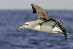 Albatros y Petreles (Procellariformes)