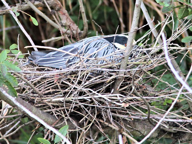 Yellow-crowned Night-Heron incubating nest 22 HT 20130416