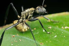 Hymenoptera (Costa Rica)