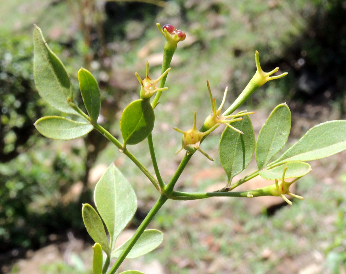 Jasminum grandiflorum subsp. floribundum image