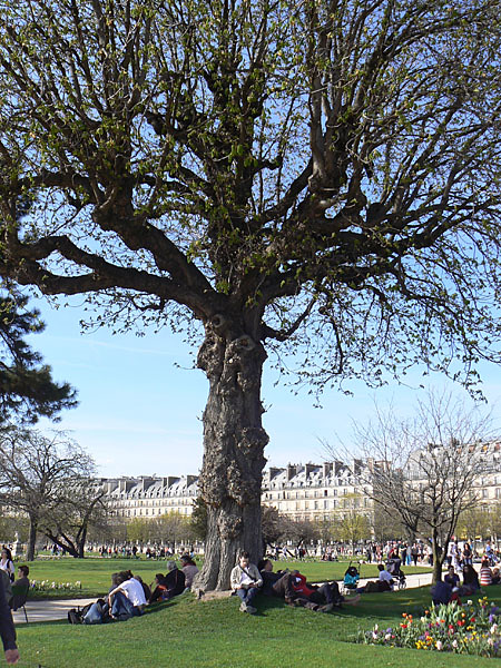 au pied de l'arbre, Tuileries.jpg