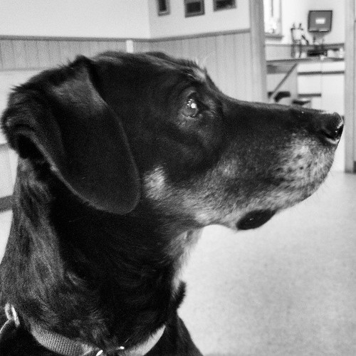#dobermanmix #adoptdontshop #rescue #love #dogstagram #profile