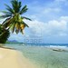 #Peaceful #Tropical #Wild #Caribbean #Beach on #Martinique
