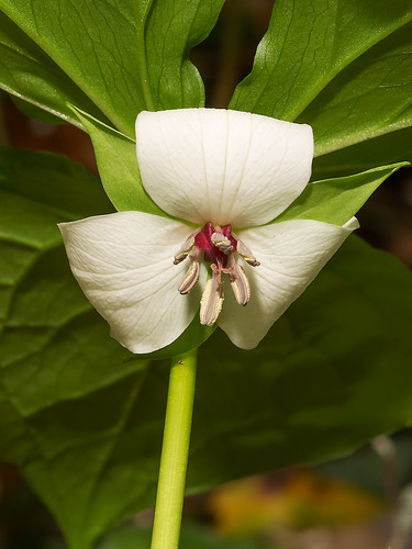 Trillium with red ovary
