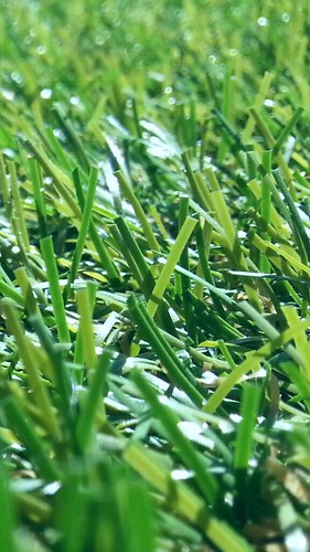 Synthetic Grass