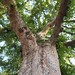 Garden Inventory: Chinese Elm (Ulmus parvifolia) - 10