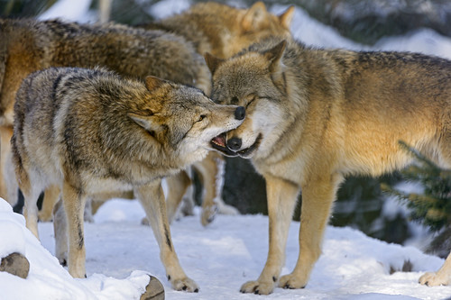 Interacting wolves II by Tambako the Jaguar
