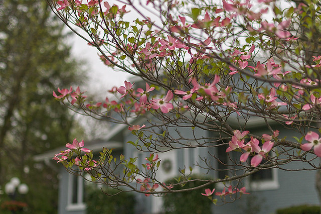 Spring flowers in Webster Groves, Missouri, USA - pink dogwood
