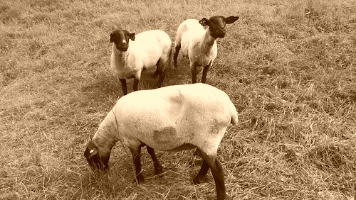 drei Schafe auf Wiese