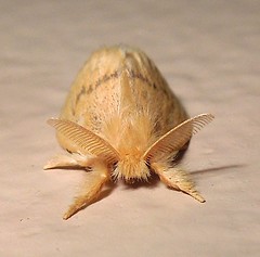 Tussock moth (Artaxa sp.)