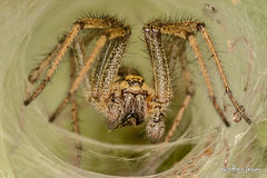Spiders - aramuak - arañas