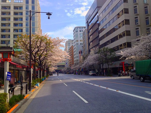 Cherry blossoms in urban canyon