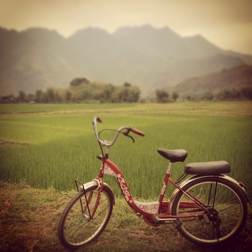 bicycle and paddy field