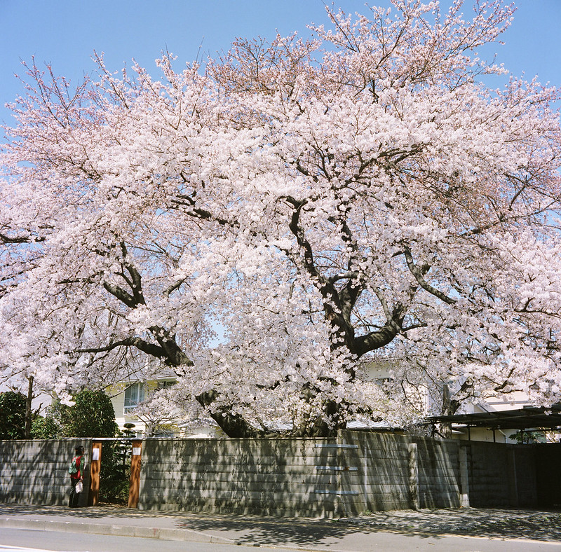 2013 銀杏町の桜