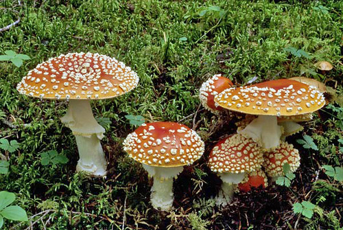 Fly agaric / Amanita muscaria (Copyright Steven A. Trudell; reprinted with permission)