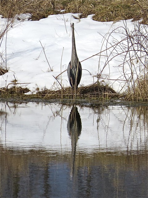 Great Blue Heron near Lake Bloomington, IL