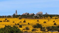 Sea of yellow in the West Coast National Park