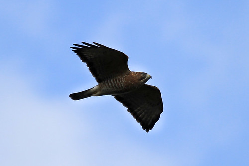 2 Broad-Winged Hawk