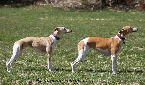 Animagi Bewitched Cheetah & Ch. Superfly's IrDA