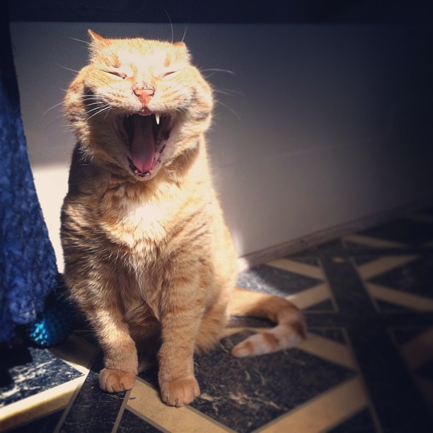 Does it count as {sidelight} if it's at my side? #cmglimpse #cmig365apr #cats #yawn #oldboy #perfecttiming #warminthesun