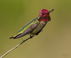 Hummingbirds, bee eaters and sunbirds 