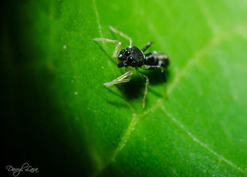 ant mimic (3 of 3)