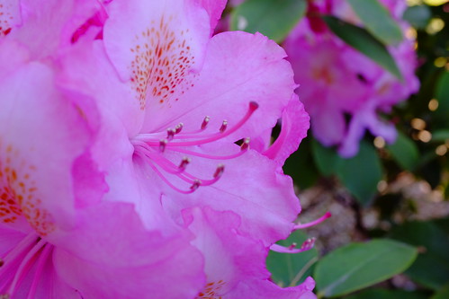 Rhododendron F8