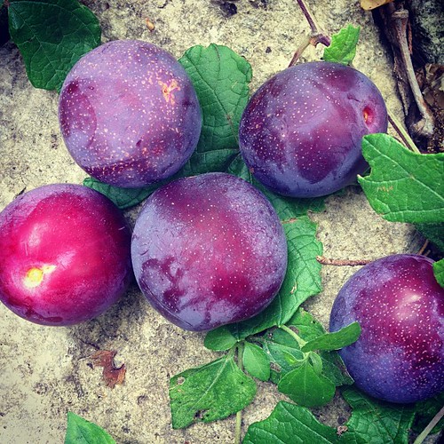 The plum tree planted seven years ago finally decided to bear fruit! They are incredibly juicy and delicious! So excited about this development...